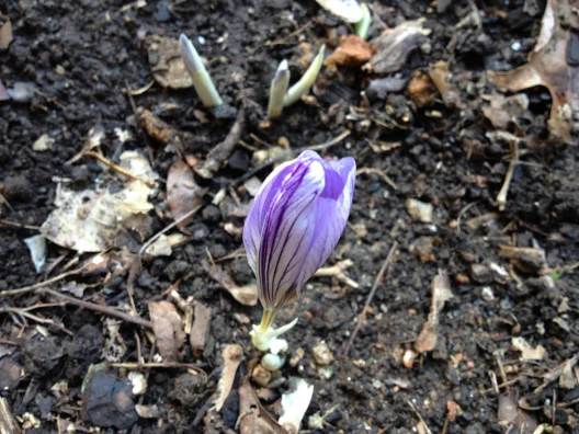 A beautiful Crocus bloom about to open in our garden. The fruit of a past season's labor of love. 