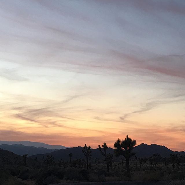 Joshua tree sunsets man... It looks like it is has a filter, but nope. Just sky.