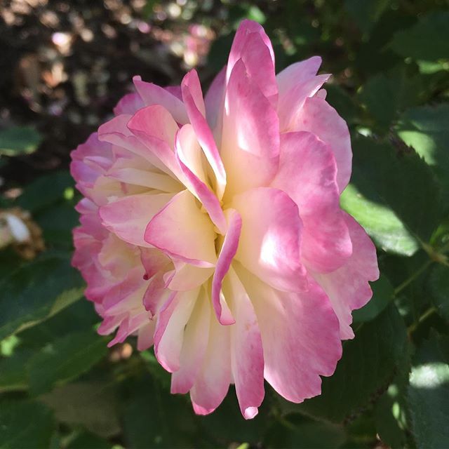 Rose at Huntington Gardens
