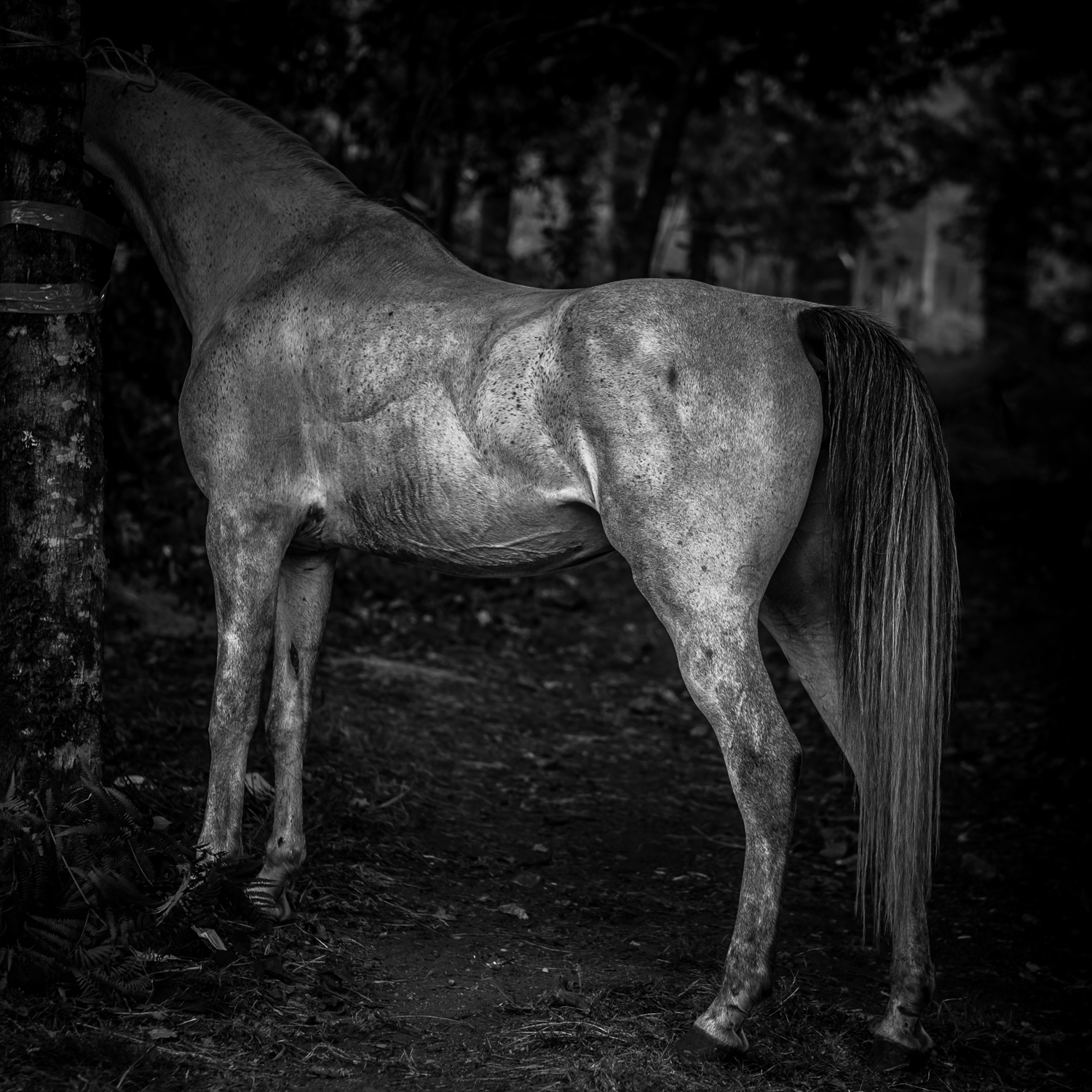 Horses-4.jpg