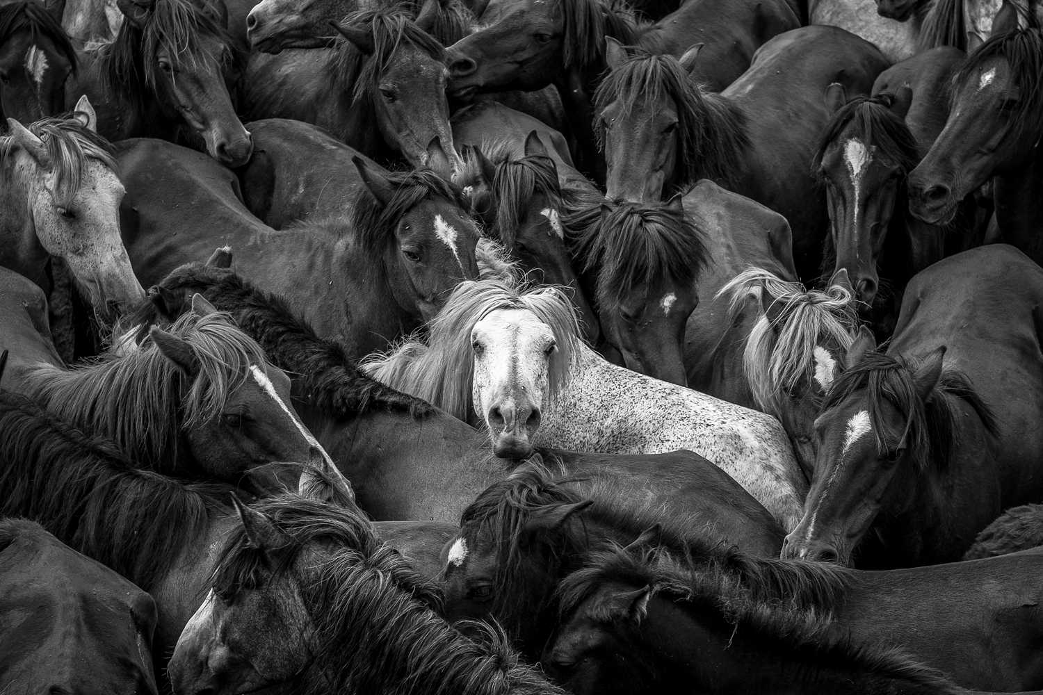 Horses-12.jpg