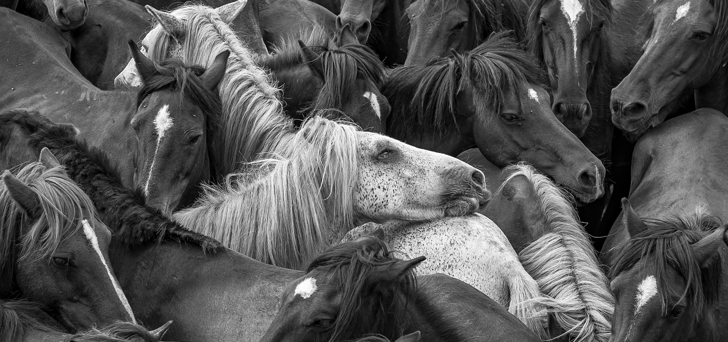 Horses-13.jpg