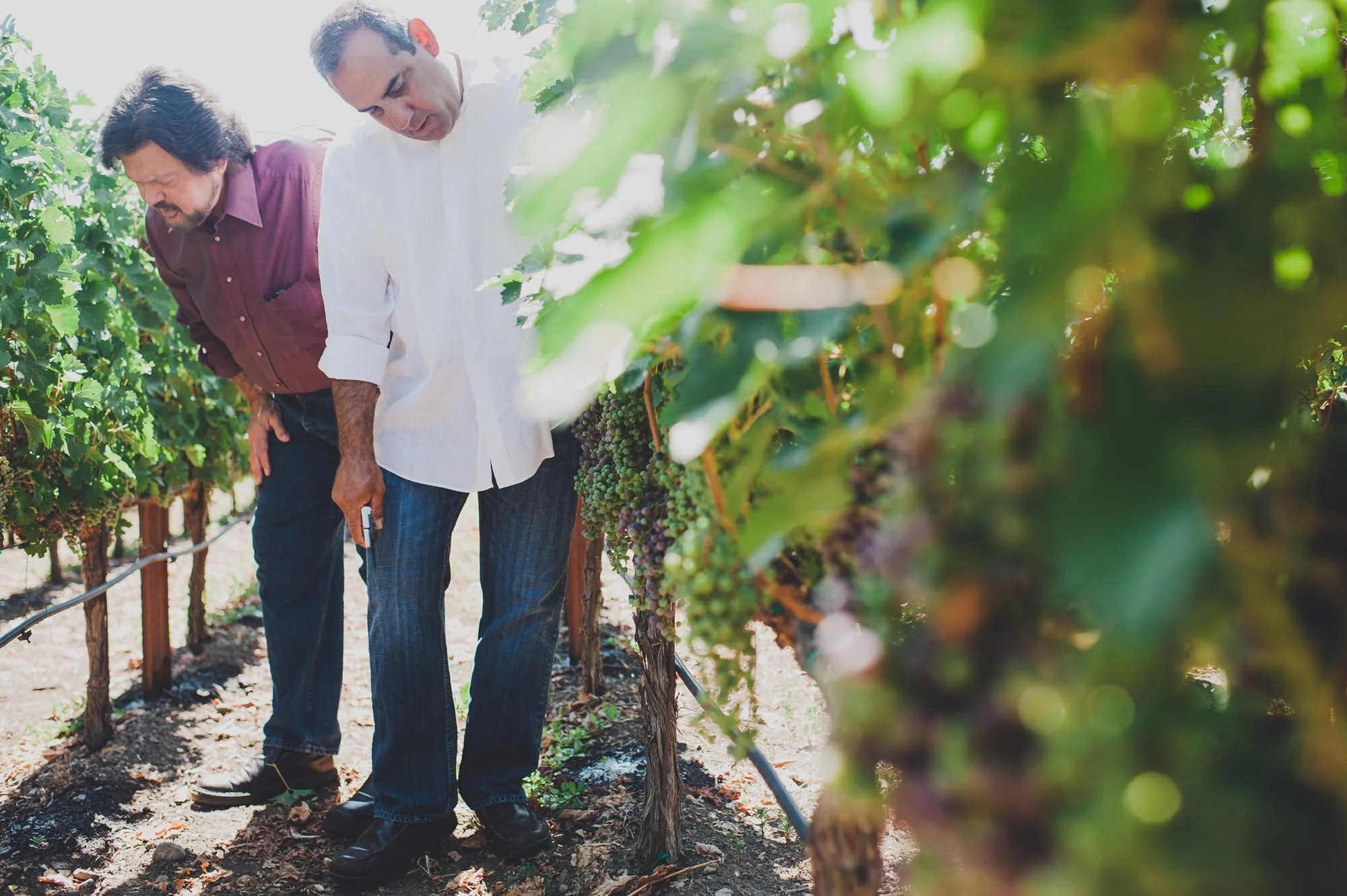 Ed Sbragia and Chris Madrigal in the estate vineyard