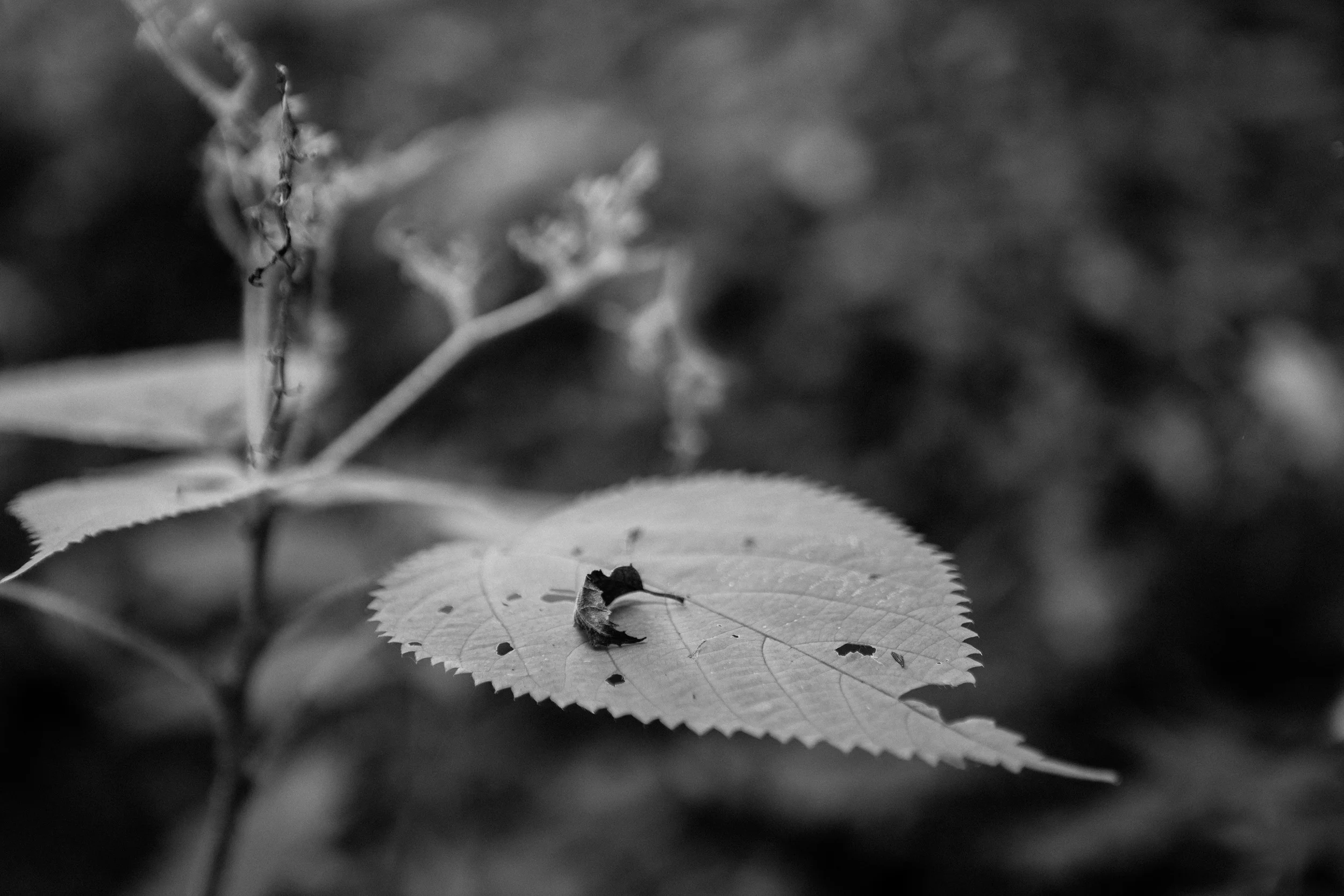  2013&nbsp;  Livingston County, NY 