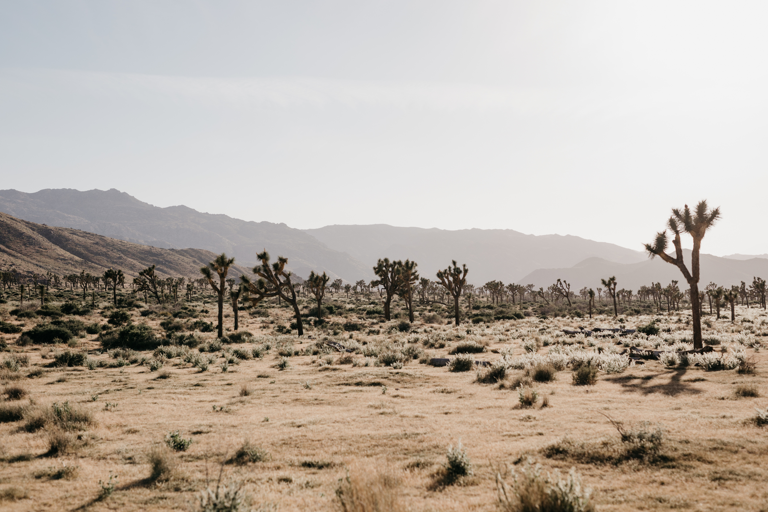 joshua - tree - wedding - photography 01193.jpg