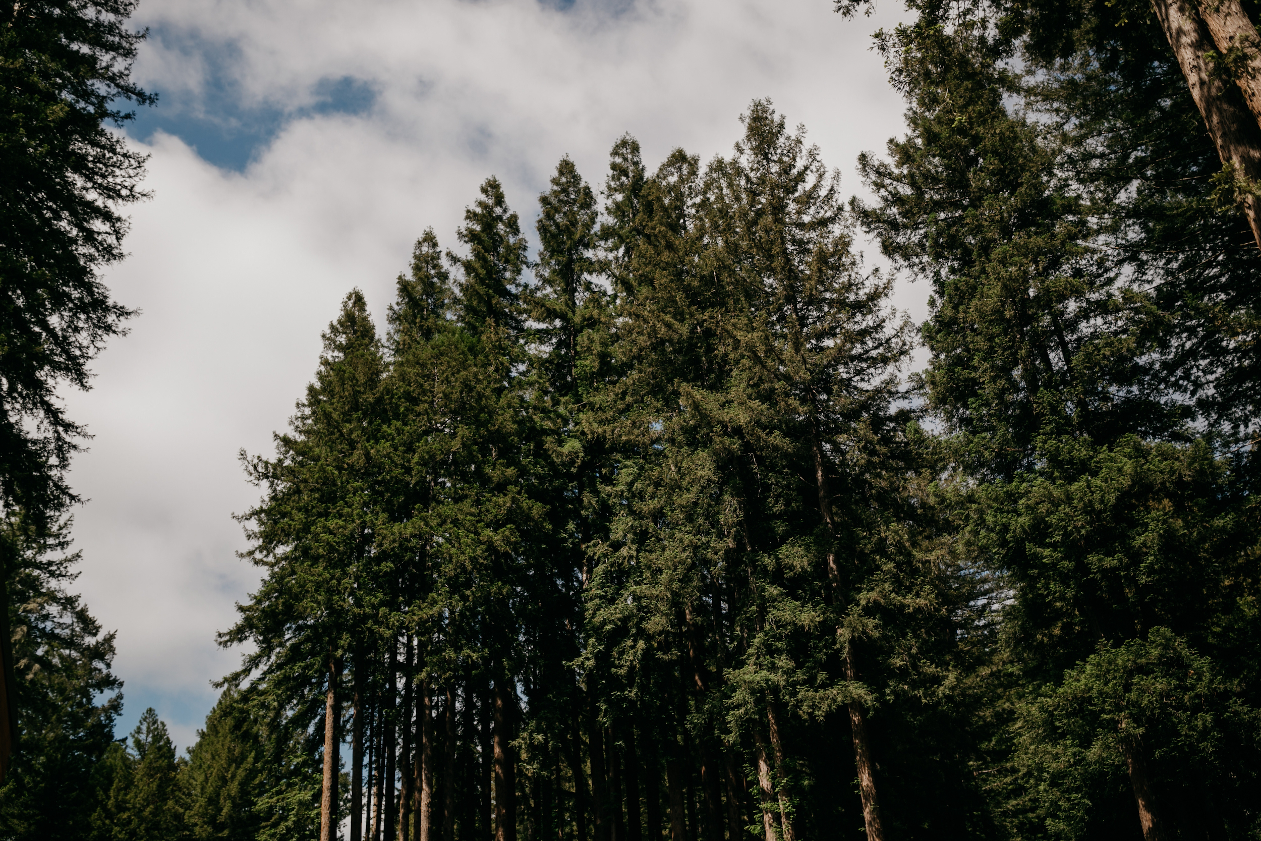 redwoods-wedding-photographer351.jpg