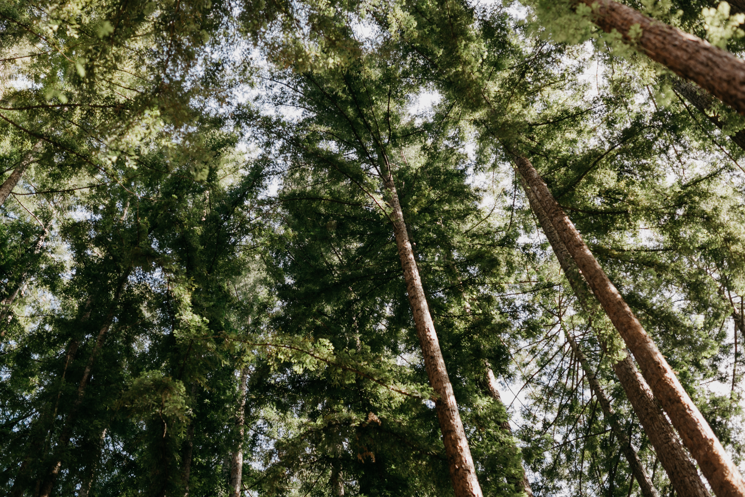redwoods-wedding-photographer430.jpg