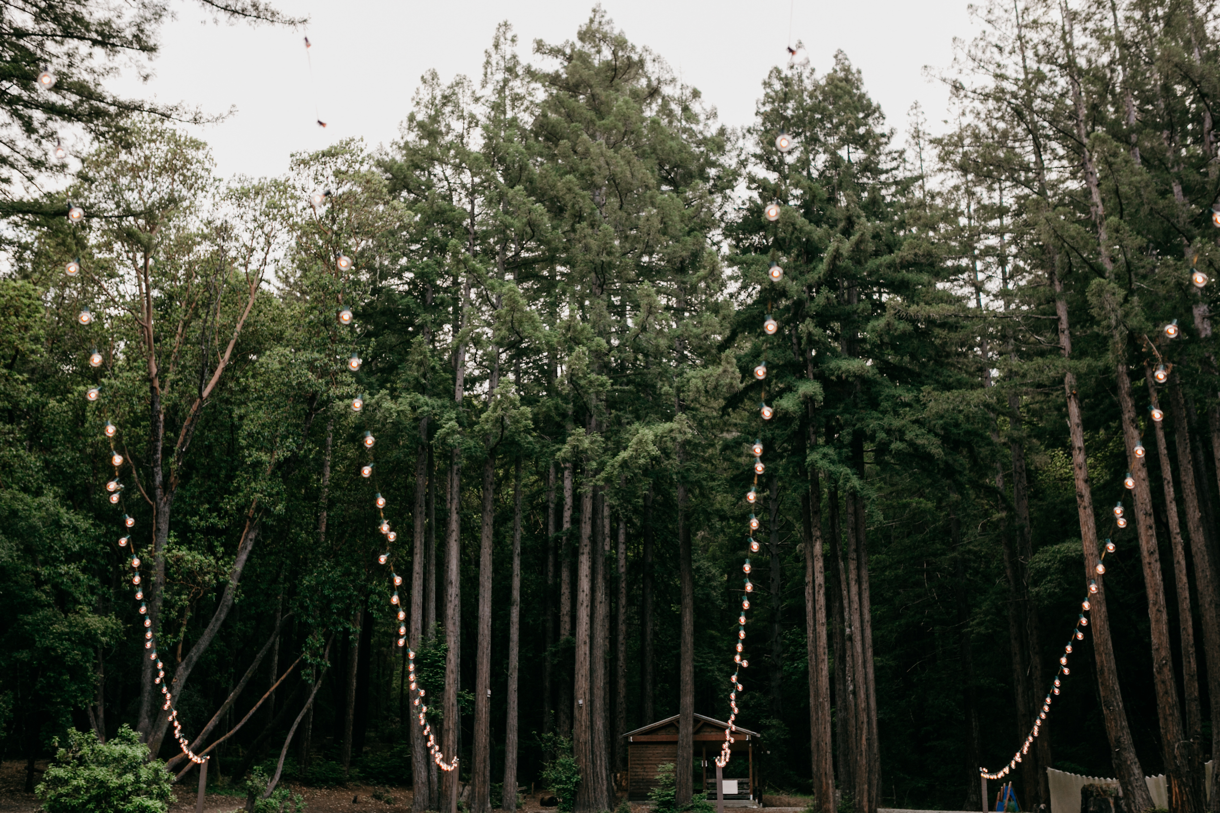 redwoods-wedding-photographer788.jpg