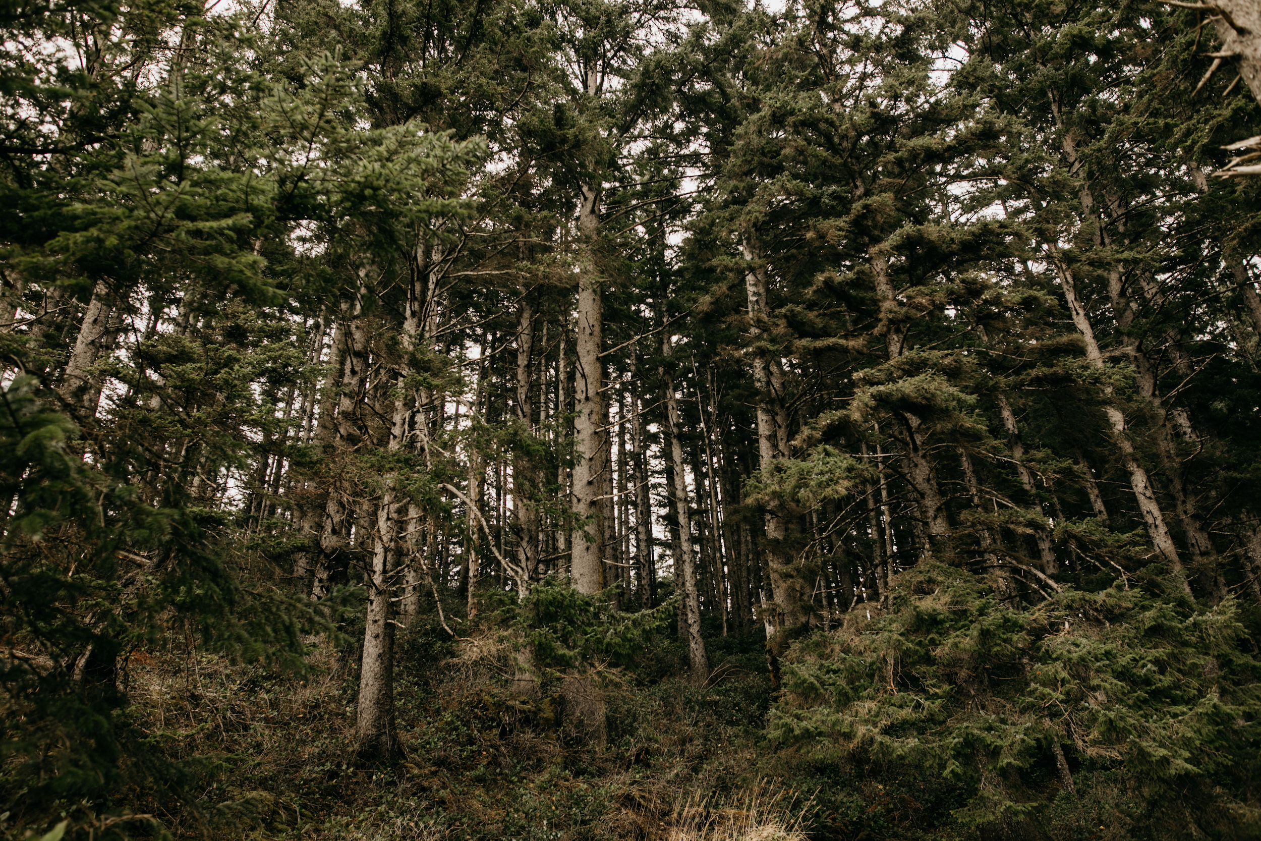 oswald-state-park-oregon-coast-engagement-photographer001.jpg