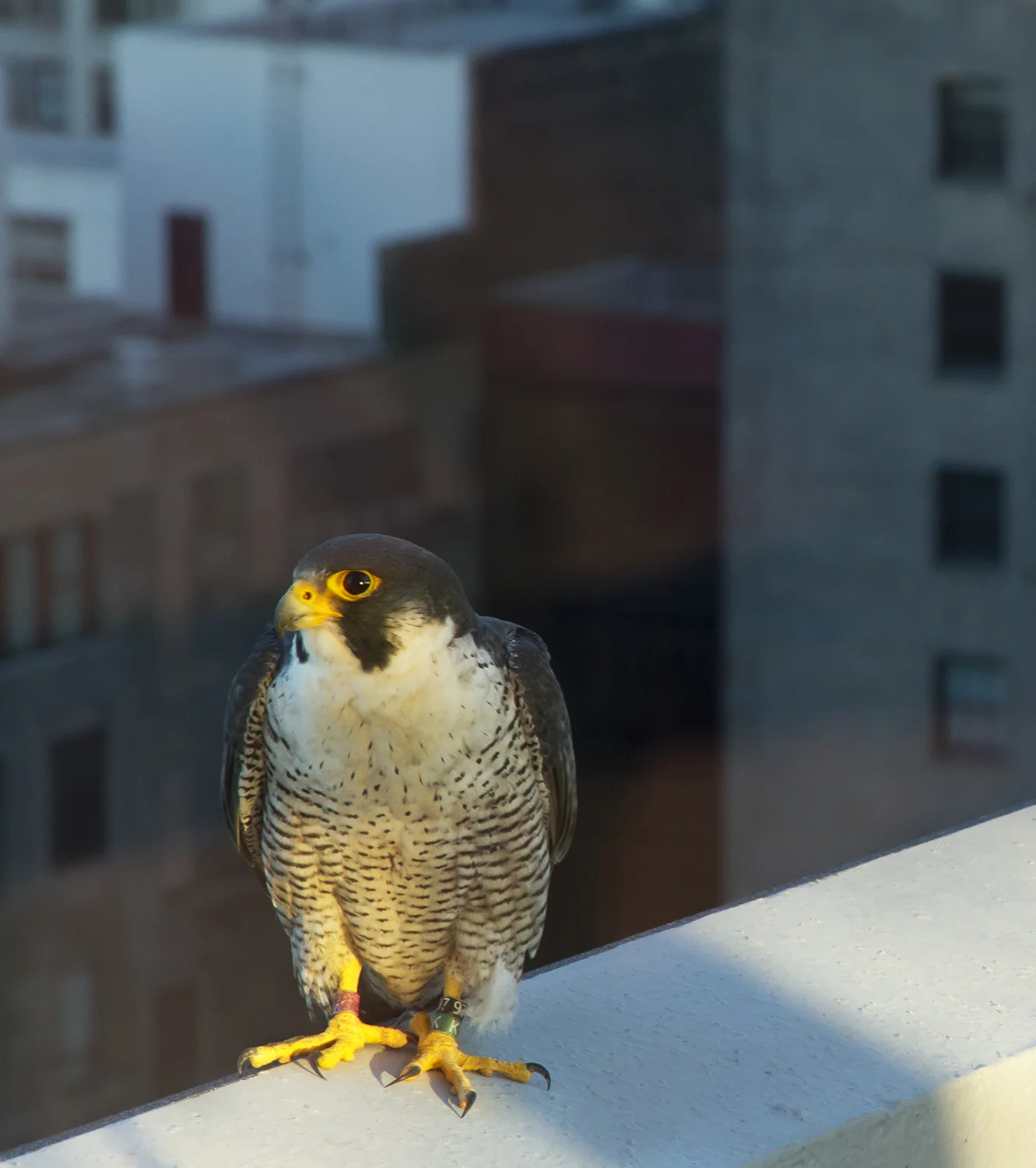 hawk.jpg