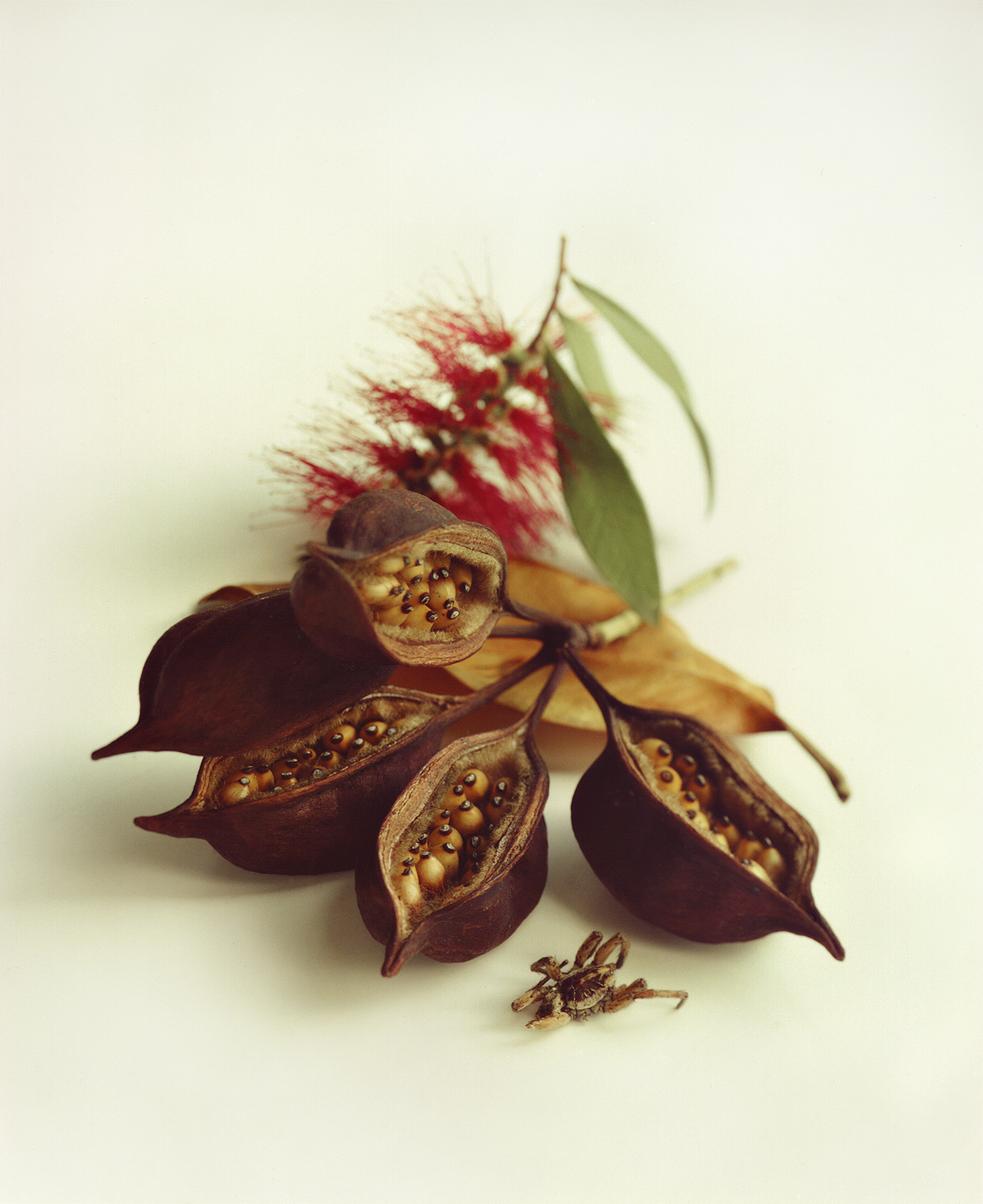 bottlebrush.jpg
