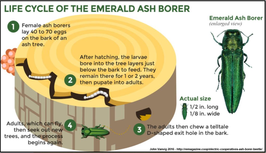 EAB_LifeCycle-1024x588.png