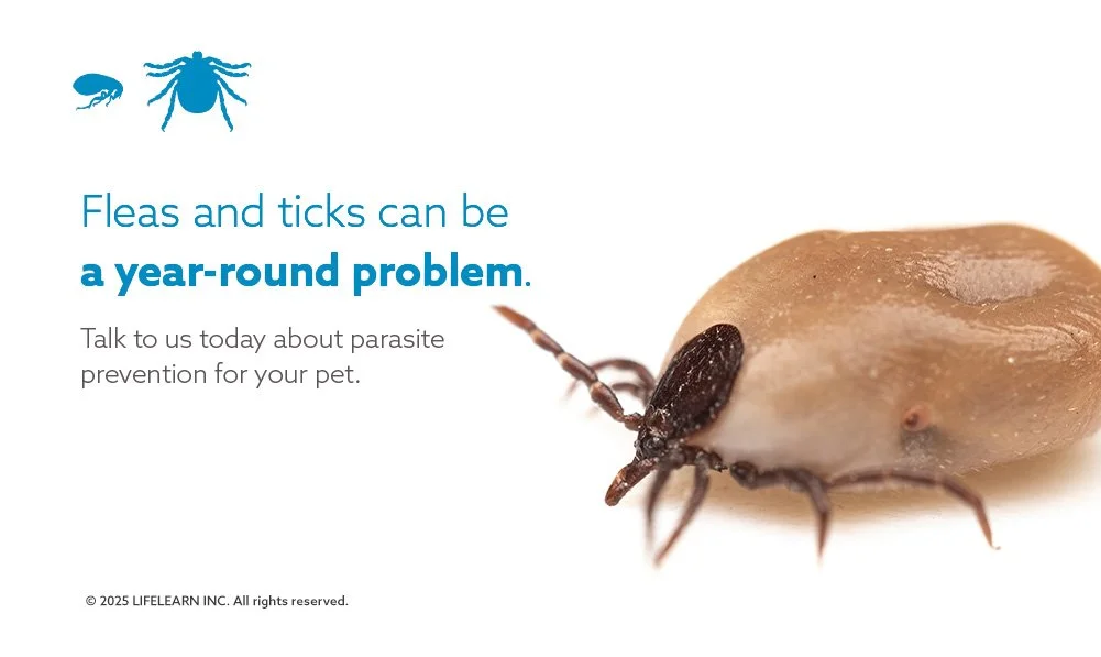LifeLearn-Flea and Tick Prevention-Social Post .jpg