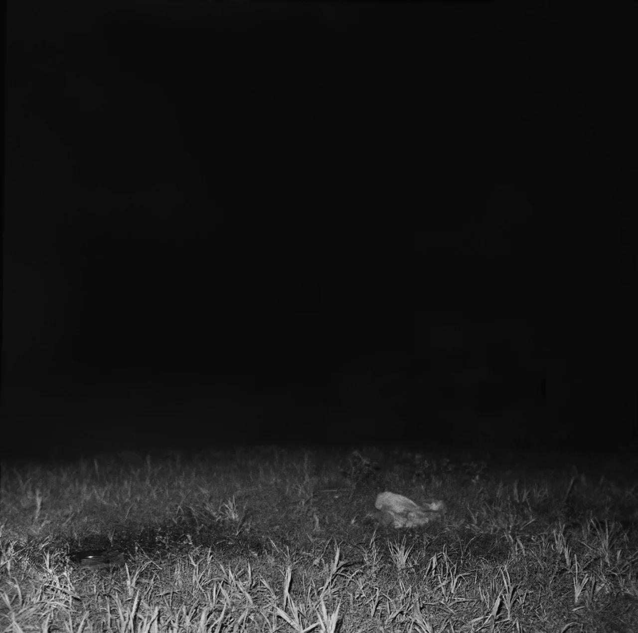 Untitled #78 (AlbGA62-3k), 2009