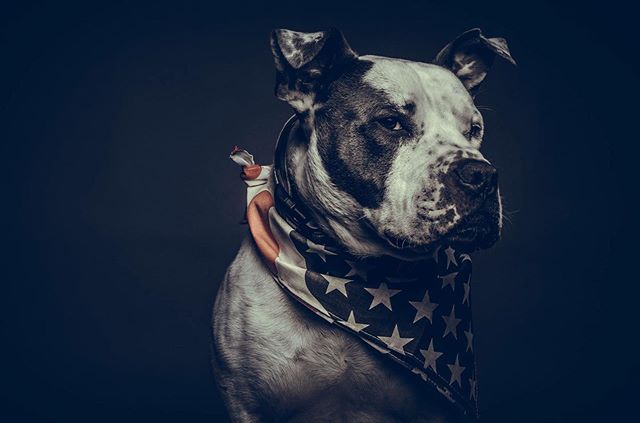 A pic I took of my old pup Chico. Happy fourth everyone! And remember to look after your pets today.