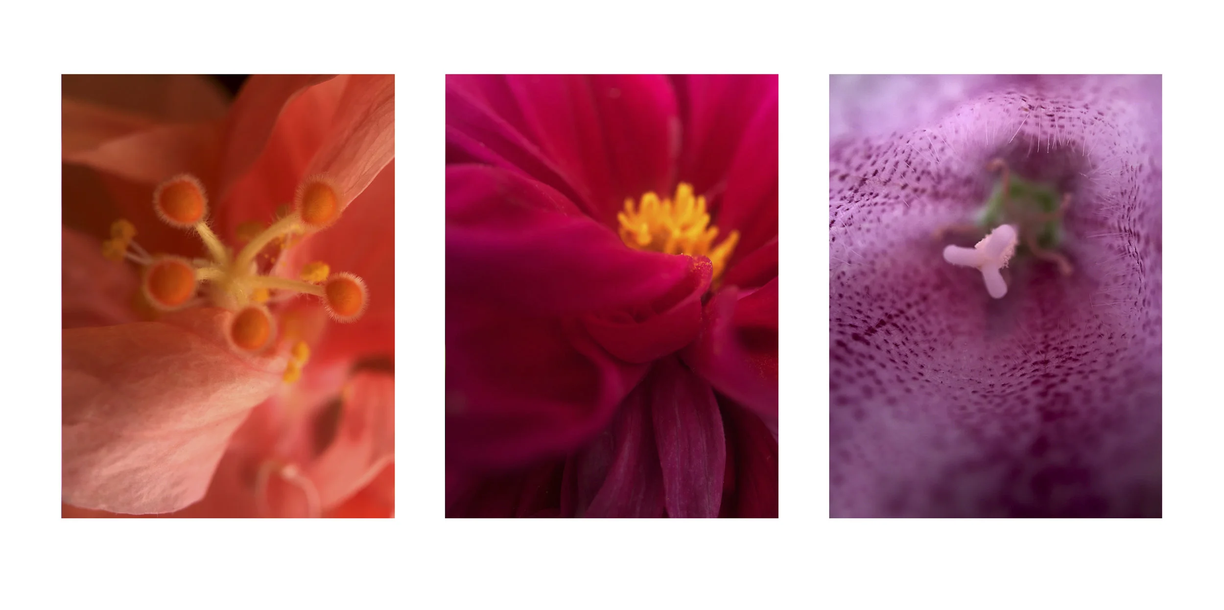 garden_tryptich25.jpg