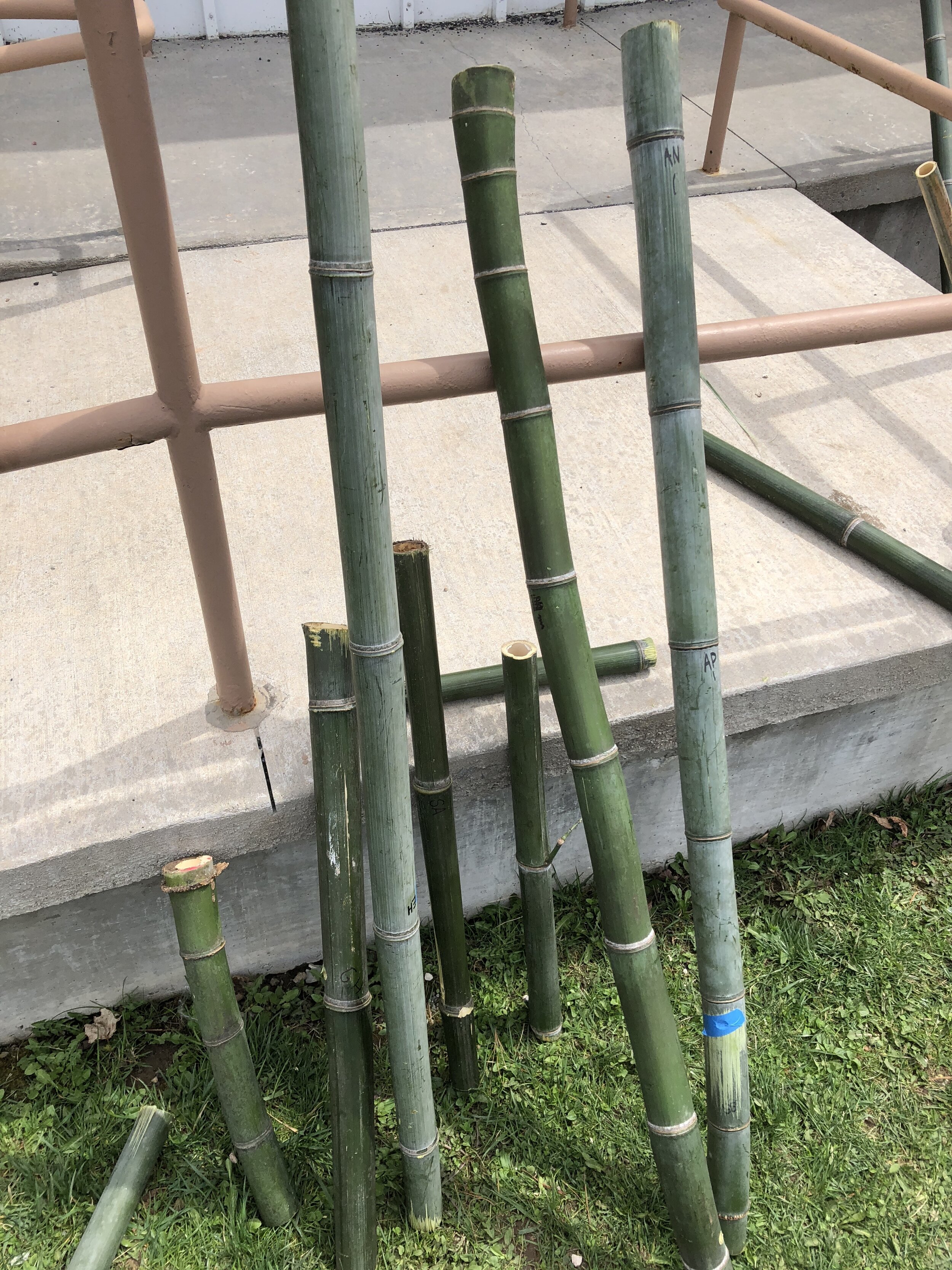 Bamboo buildin.JPG