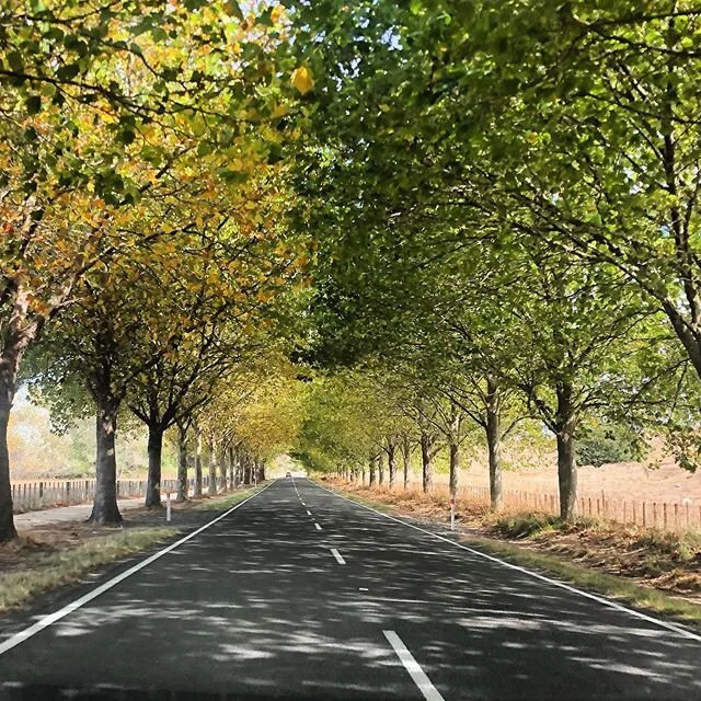 Taken just before lockdown... looking forward to checking out the autumn colours soon hopefully 🍂 🍁 #treetunnel #tukituki #hawkesbay