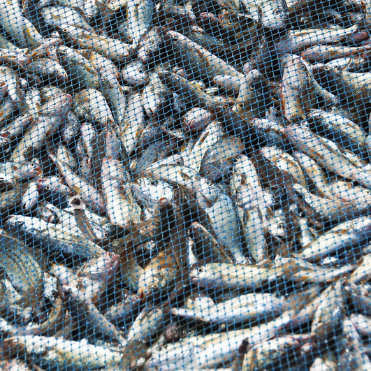 O dilema da rede - Mateus 13.47-50