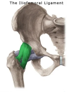The hip's stabiliser. Image source: https://www.kenhub.com/en/library/anatomy/femur © Kenhub . Illustrator: Liene Znotina