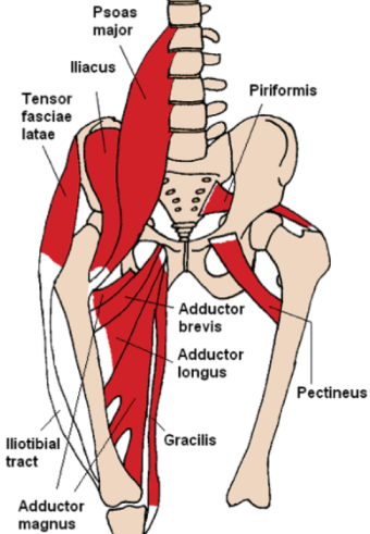 hip_flexors1327944301061.png