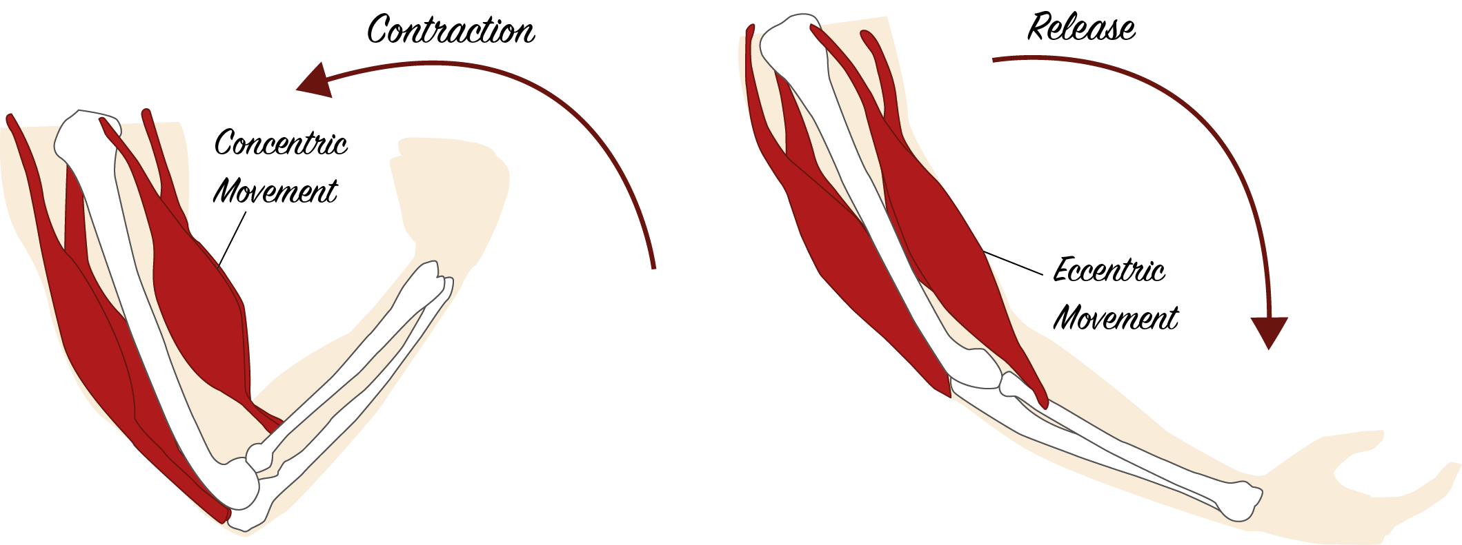 *An eccentric contraction is the motion of an active muscle while it is lengthening under load.