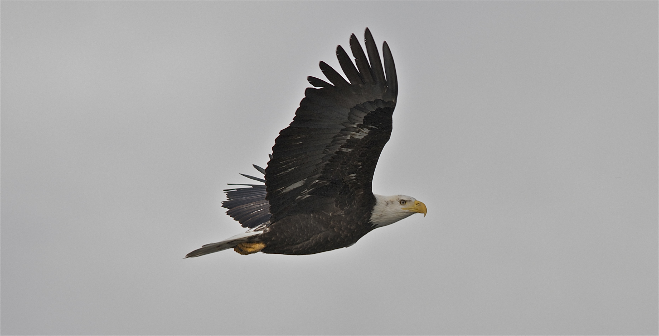 Soaring Bald Eagles