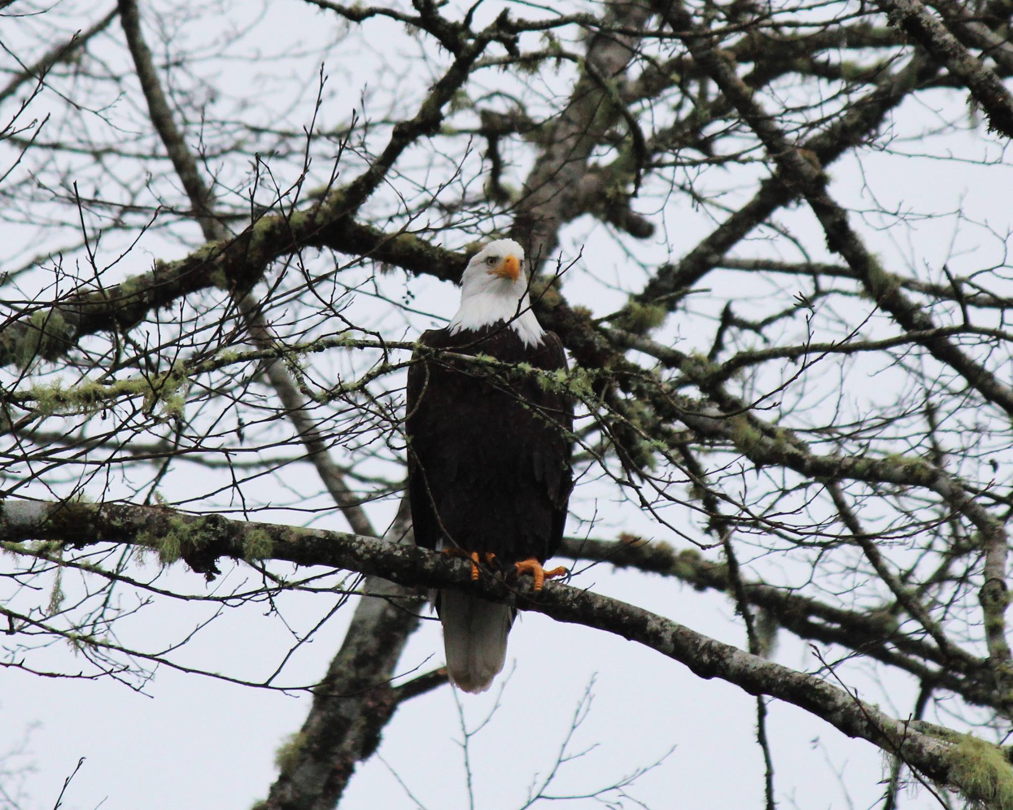 eagle photo Teri.jpg