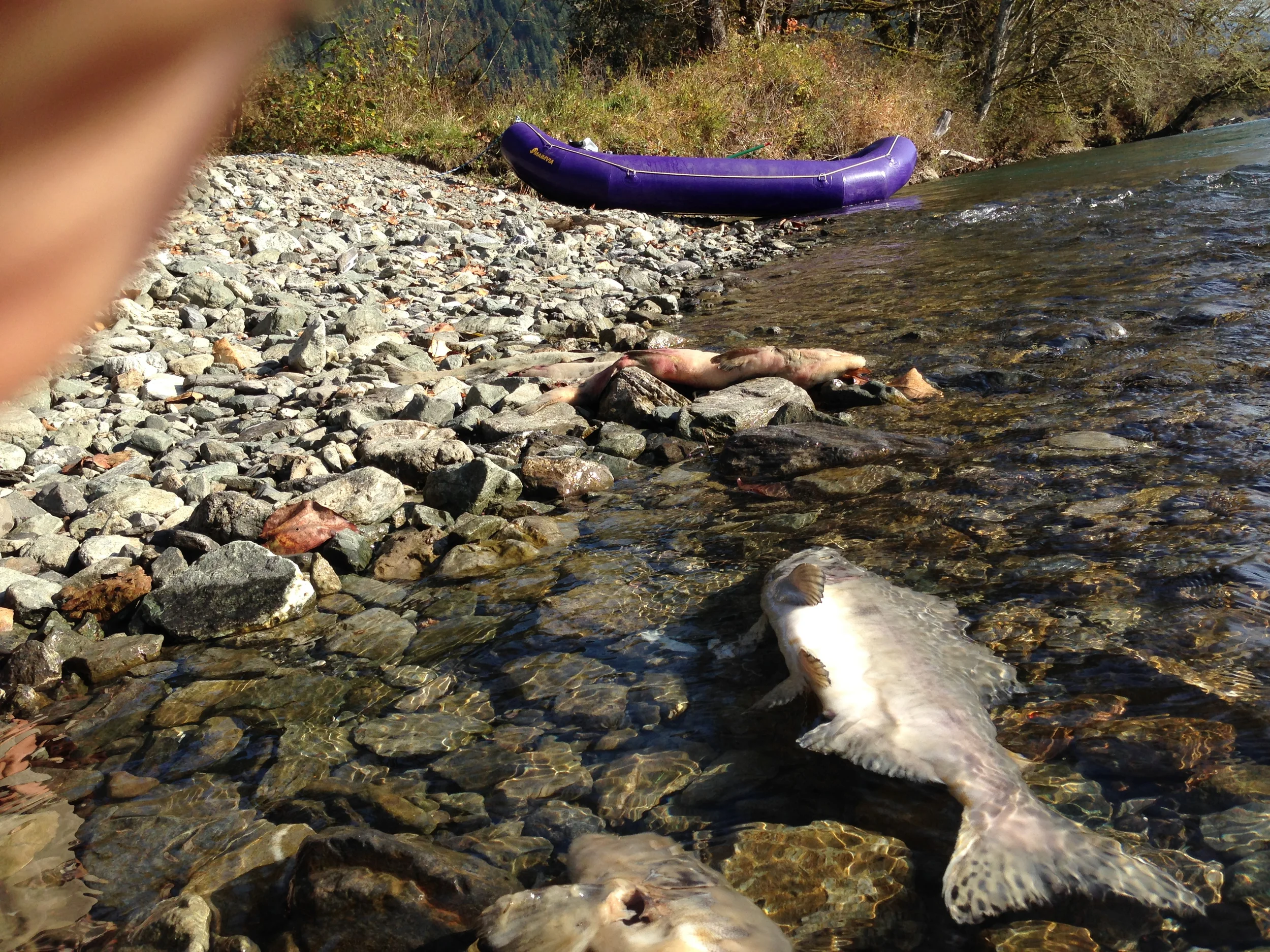 Environmental and Consumer Protection on Washington's Commercially Rafted Rivers
