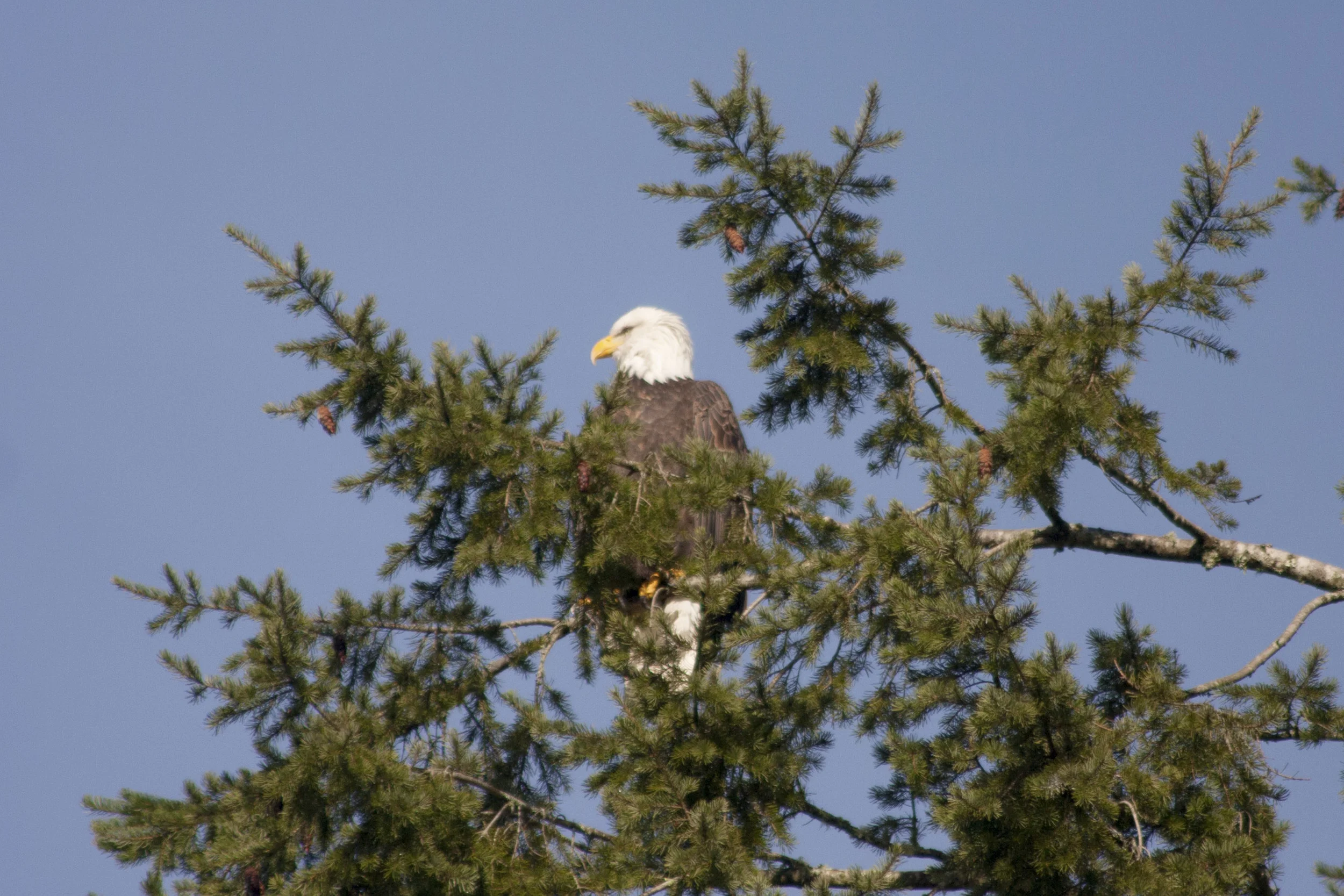 Eagle Watching in February