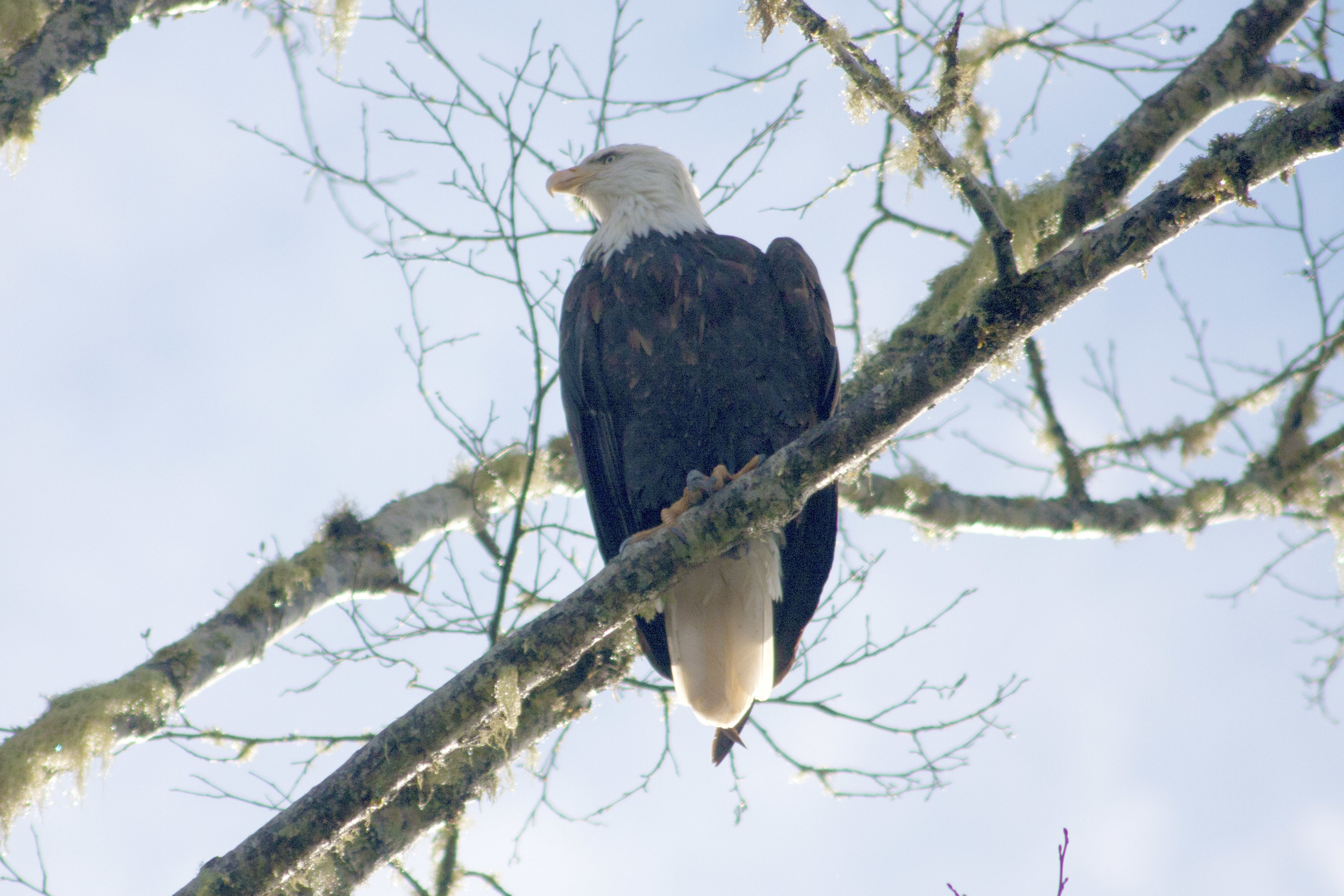 Photo of Bald Eagle along Skagit River, courtesy of Firetalker PR, Seattle.