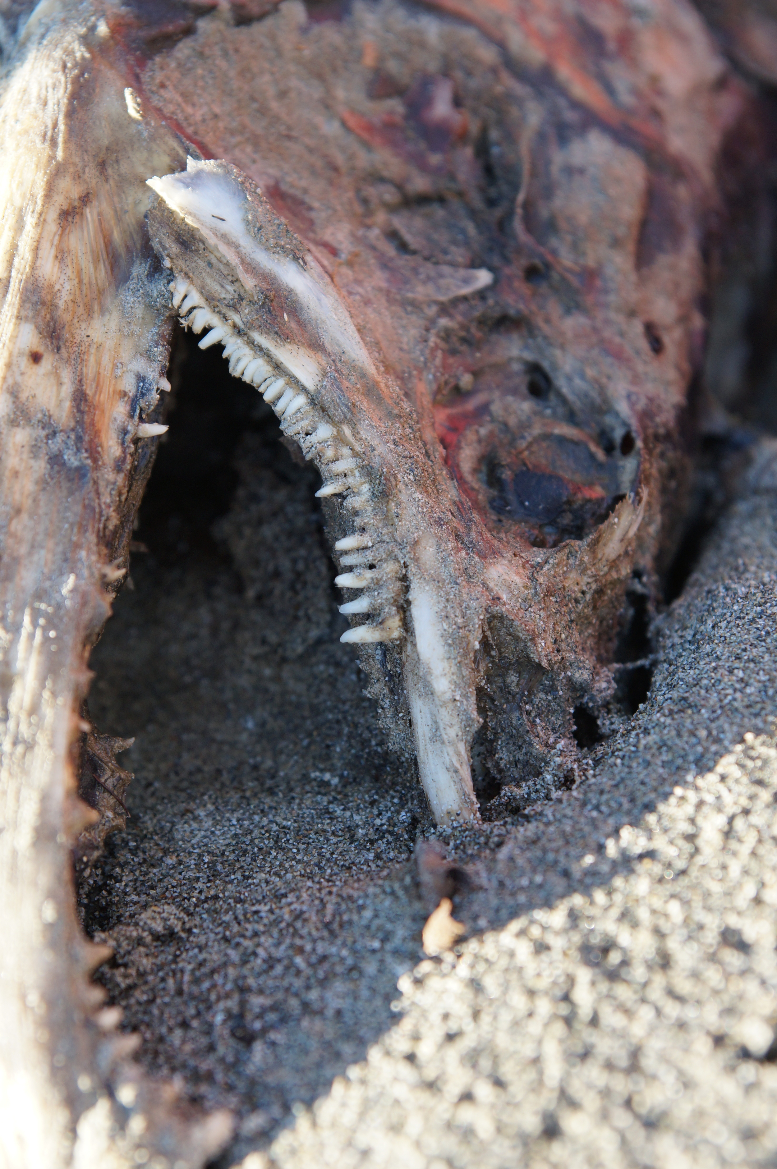 The Reality of Nature: Salmon come to the Skagit River to preserve the species and create new life through spawning. This amazing process can be witnessed on our trips. The Salmon come to spawn, but they also come to the river to die.