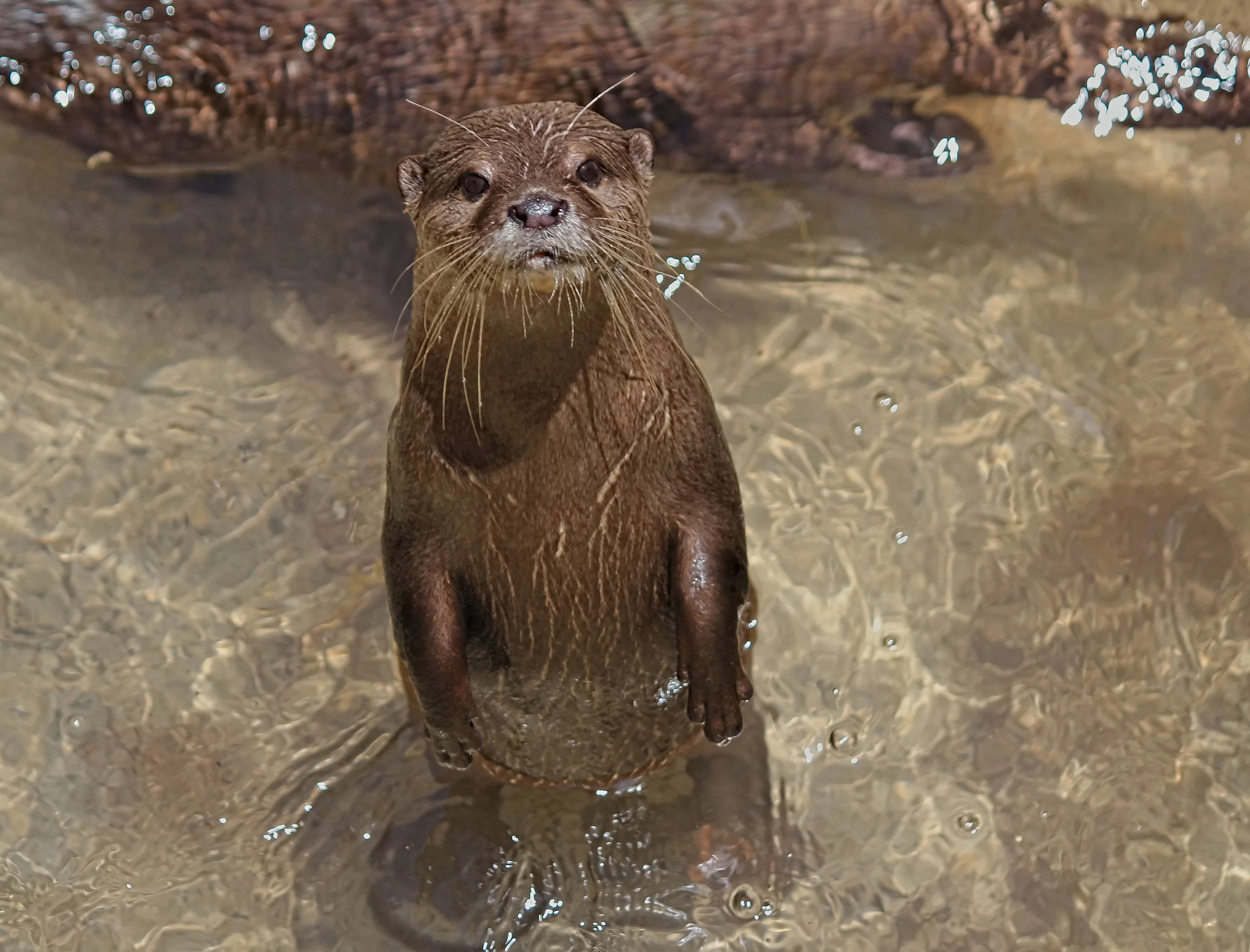 River Otters: The Friendly River Runners
