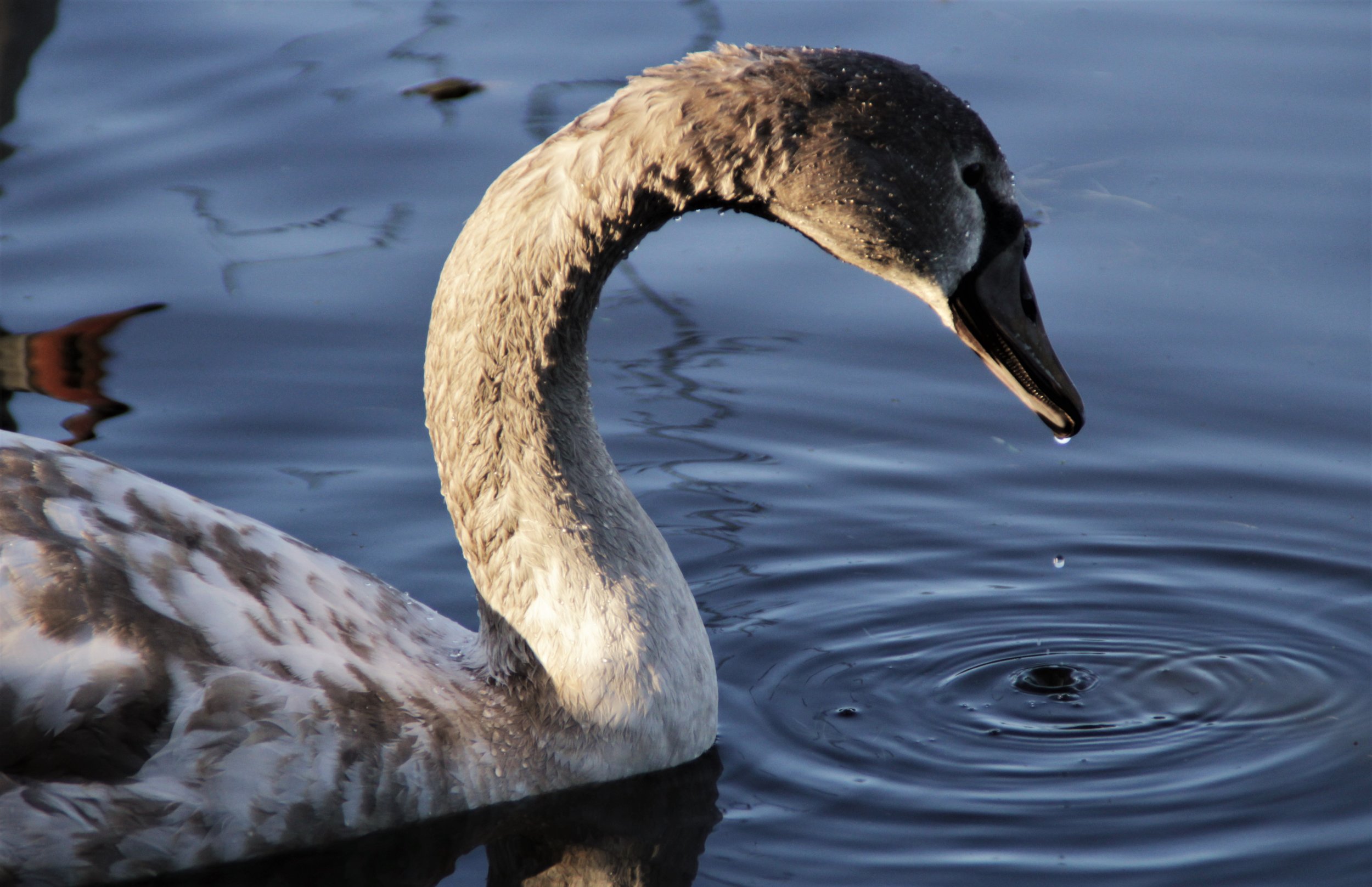 A fully grown trumpeter swan can live up to 20 years old.