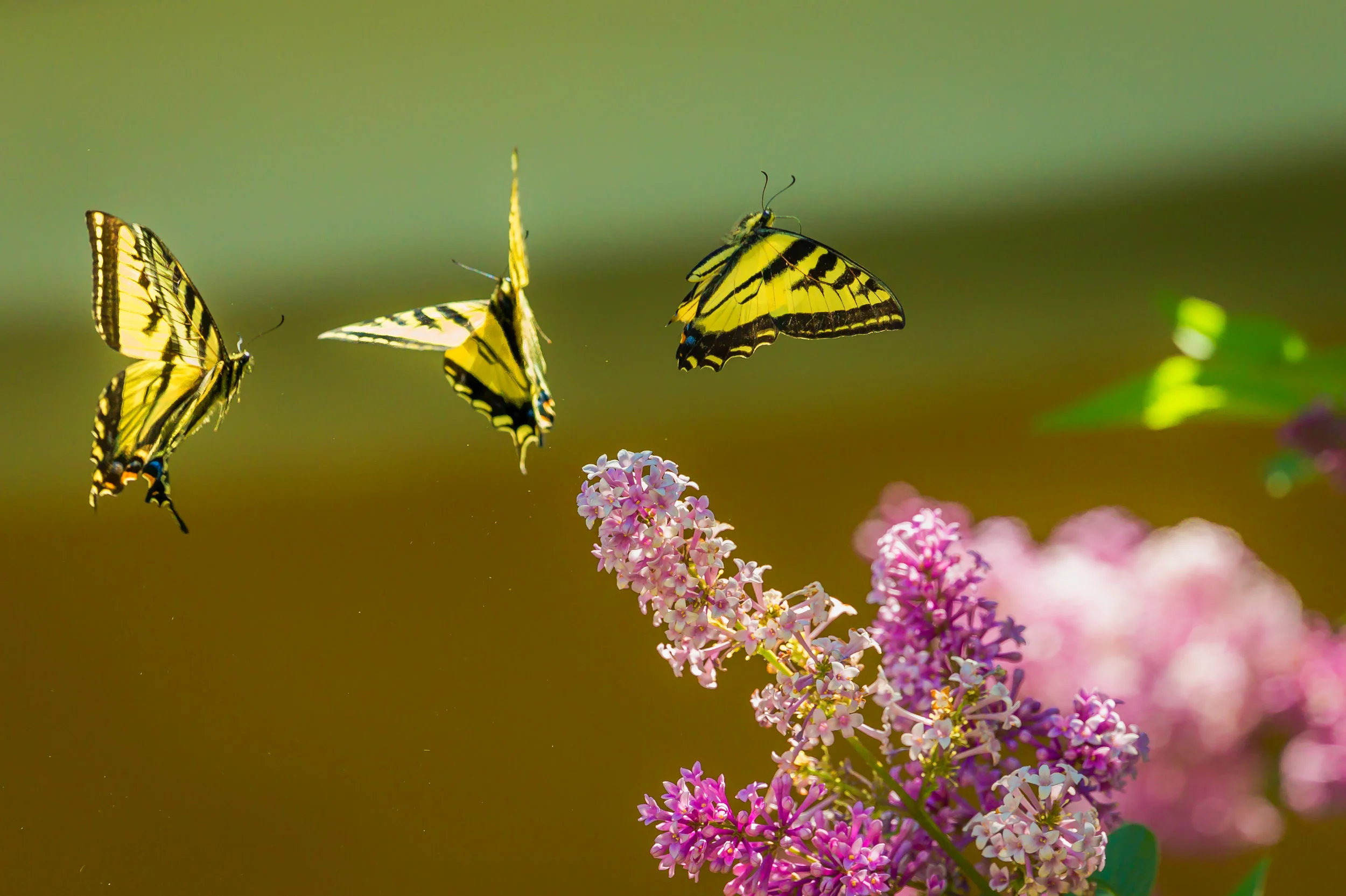 Common Butterflies Near Triad River Tours