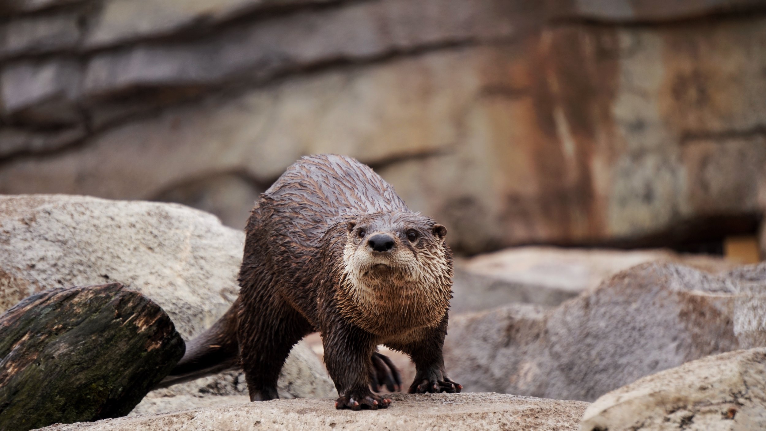 River otters are very friendly with one another, but not so much with outsiders.
