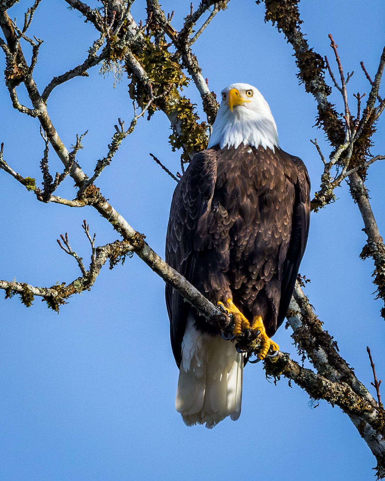 2023_01_20--Skagit Eagles-1765.jpg