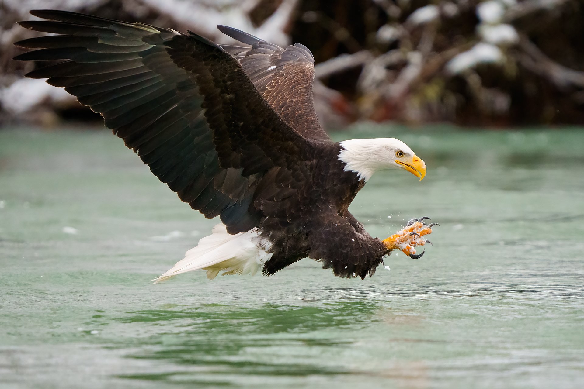 bald eagle.jpg