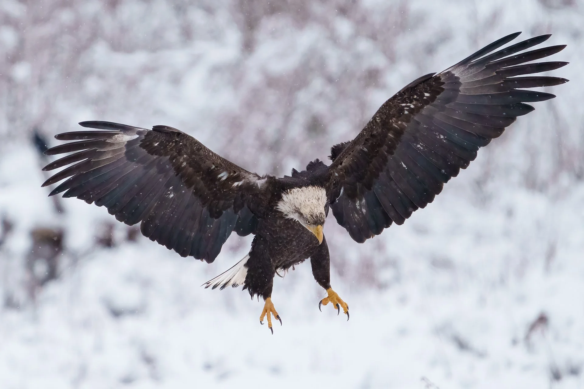 skagit bald eagle.jpg