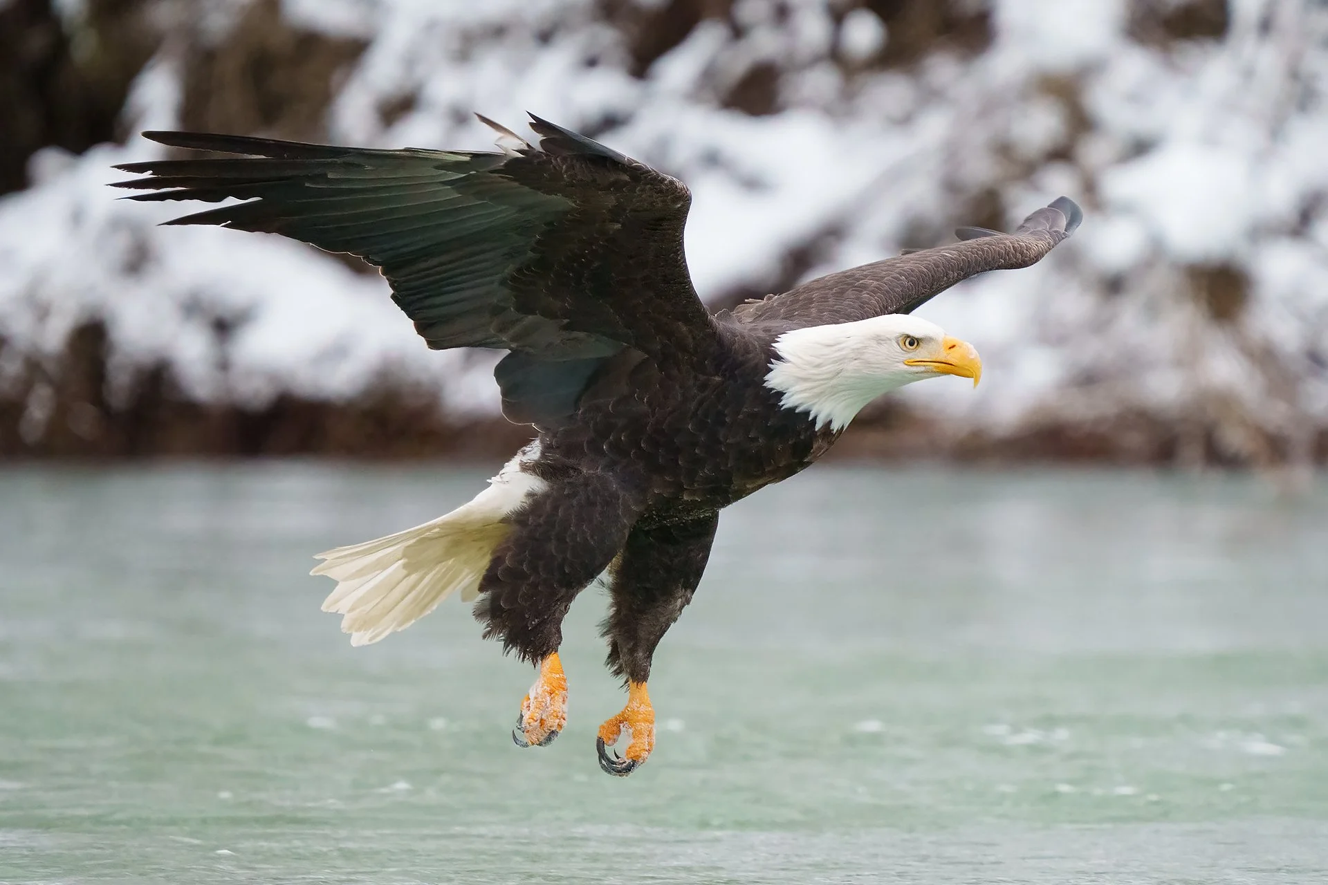 skagit river eagle copy.jpg