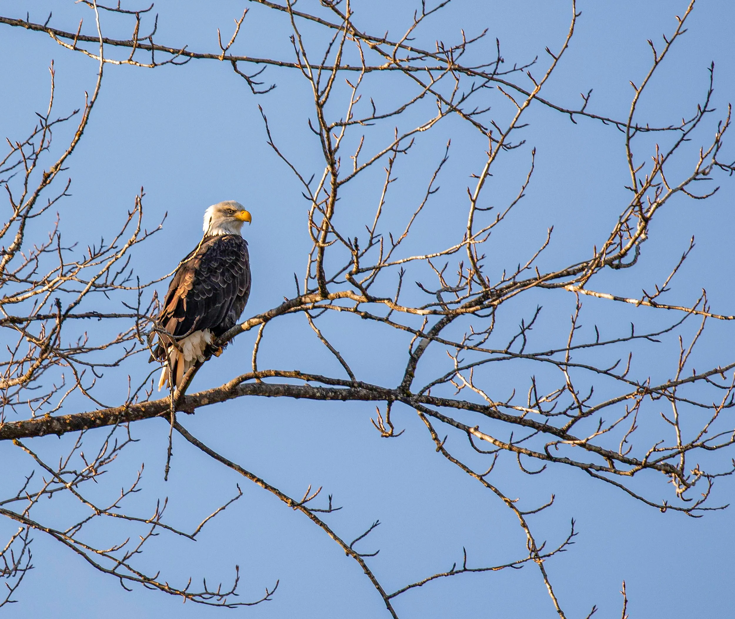 Washington State’s Eagle Migration