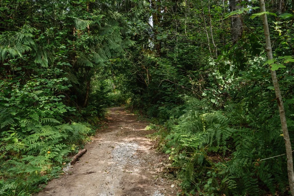 trail at cascade river.jpg