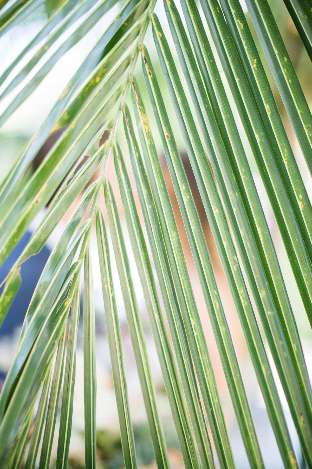 Port Royal Club-Naples Botanical Garden . Naples Wedding Photographer_0305.jpg
