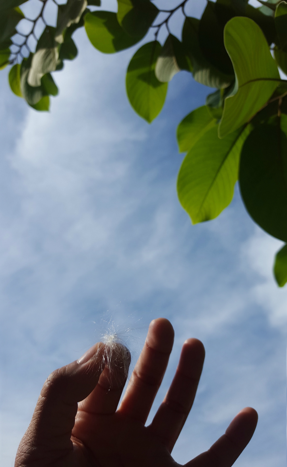 making a wish under grandmother's soursop tree