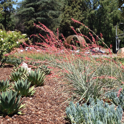 Scrub and succulents in the Aqueduct Centennial Garden, Los Feliz Blvd. at Riverside Dr.