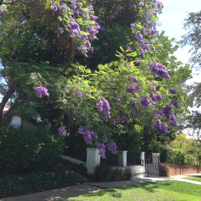 Jacarandas along Los Feliz Blvd.