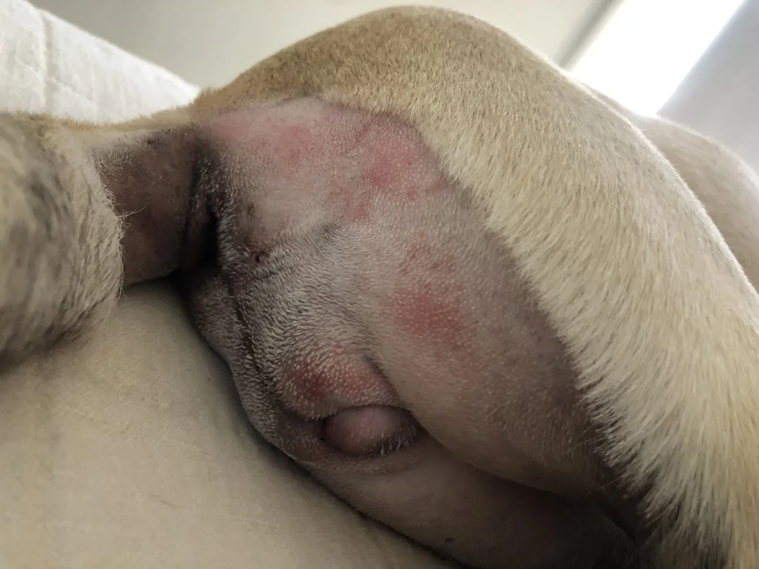 04_Lady parts reconstructed - with shaving rash.jpg