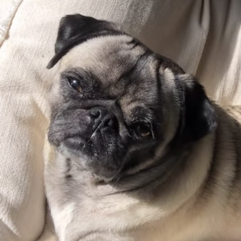 What Really Happened to Mojo's Fundraiser — and why we still need your help ⚠️📉⚠️