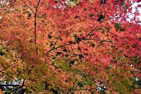 Autumn leaves.jpeg