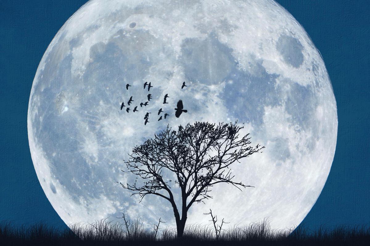 Full Moon and Tree and Birds.jpg